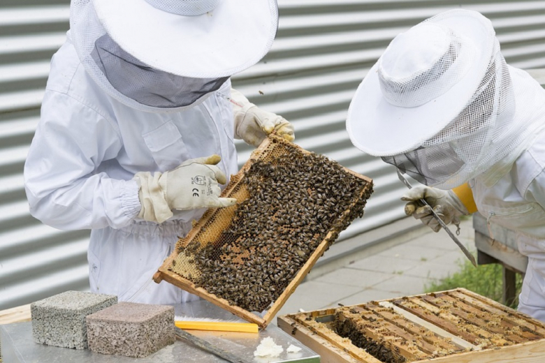 В Минсельхозе назвали наиболее опасные болезни пчёл